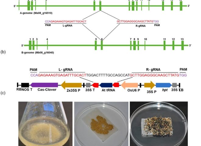 Cas/CLOVER Genome Editing Tool