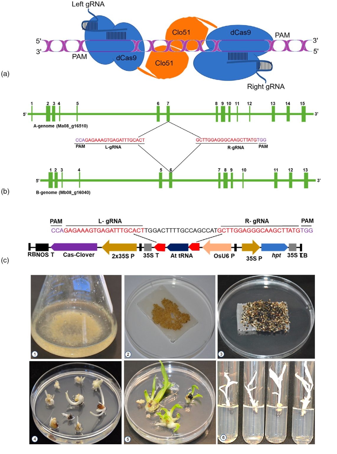Cas/CLOVER Genome Editing Tool