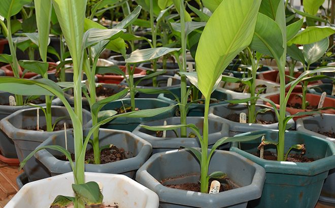 Gene edited banana in a greenhouse. Photo credit: Jaindra Tripathi/IITA