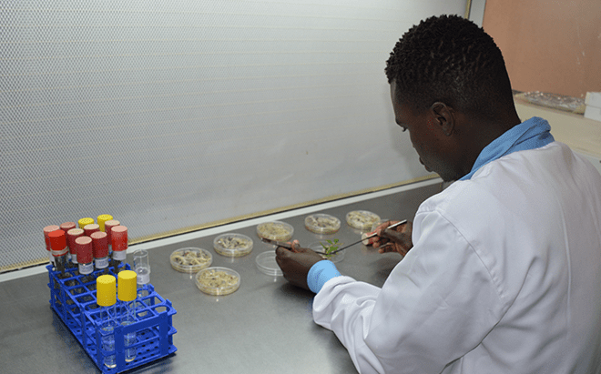 IITA partners to deliver a new training course in gene editing for African scientists