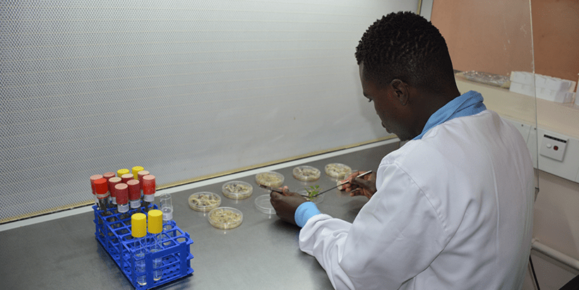 IITA partners to deliver a new training course in gene editing for African scientists