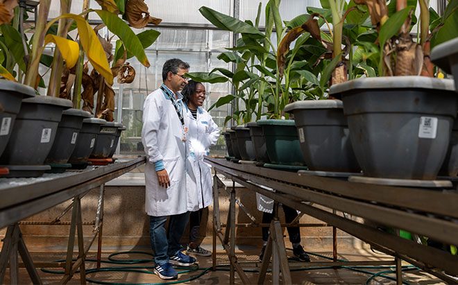 Dr Jaindra Tripathi attending to the plants being screened in the greenhouse.